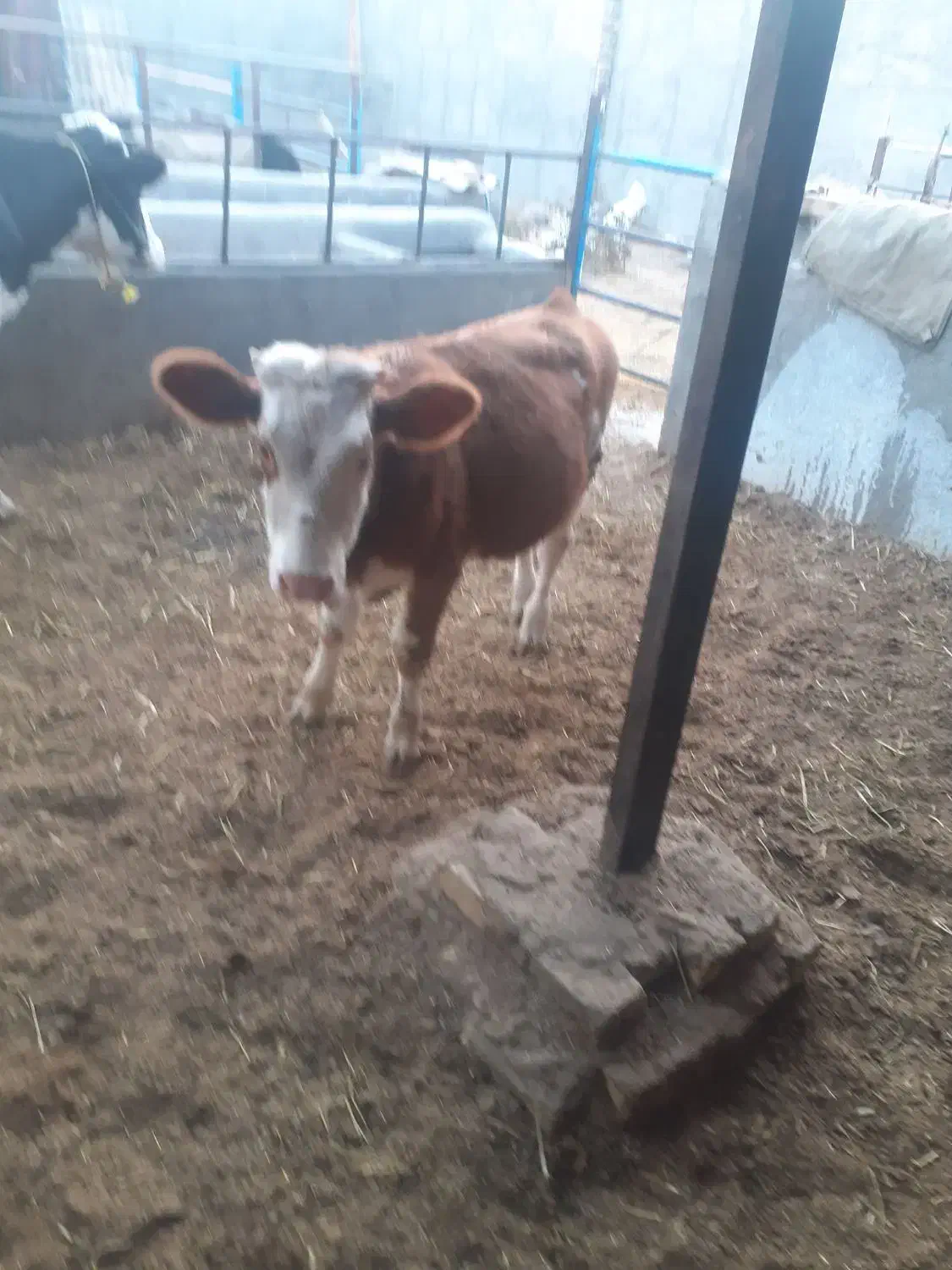 گوساله هولشتاین ..|حیوانات مزرعه|لنجان, |دیوار