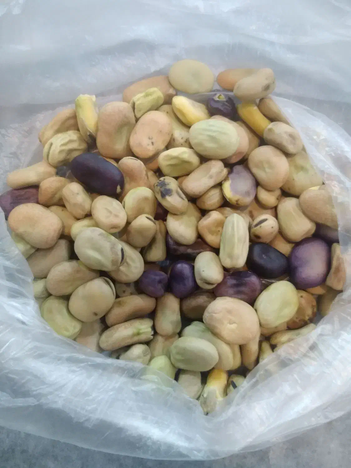 باقالی تازه و خوش پخت|خوردنی و آشامیدنی|فیروزآباد (لرستان), |دیوار