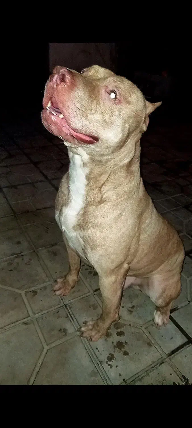 گمشده|حیوانات|گرگان, |دیوار