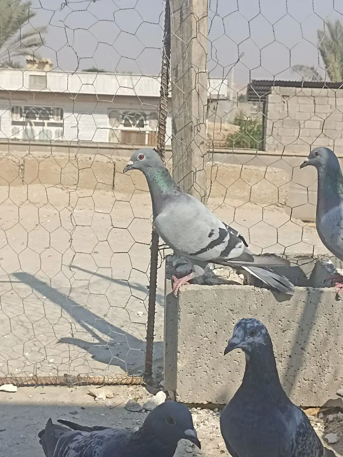 کبوتر پلاکی به شرط|پرنده|برازجان, |دیوار