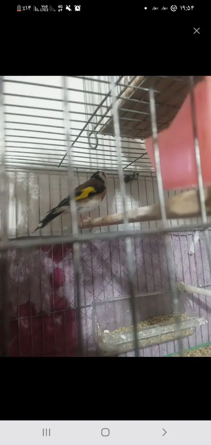 سهره کهنه  ریزه خوان|پرنده|اردبیل, |دیوار