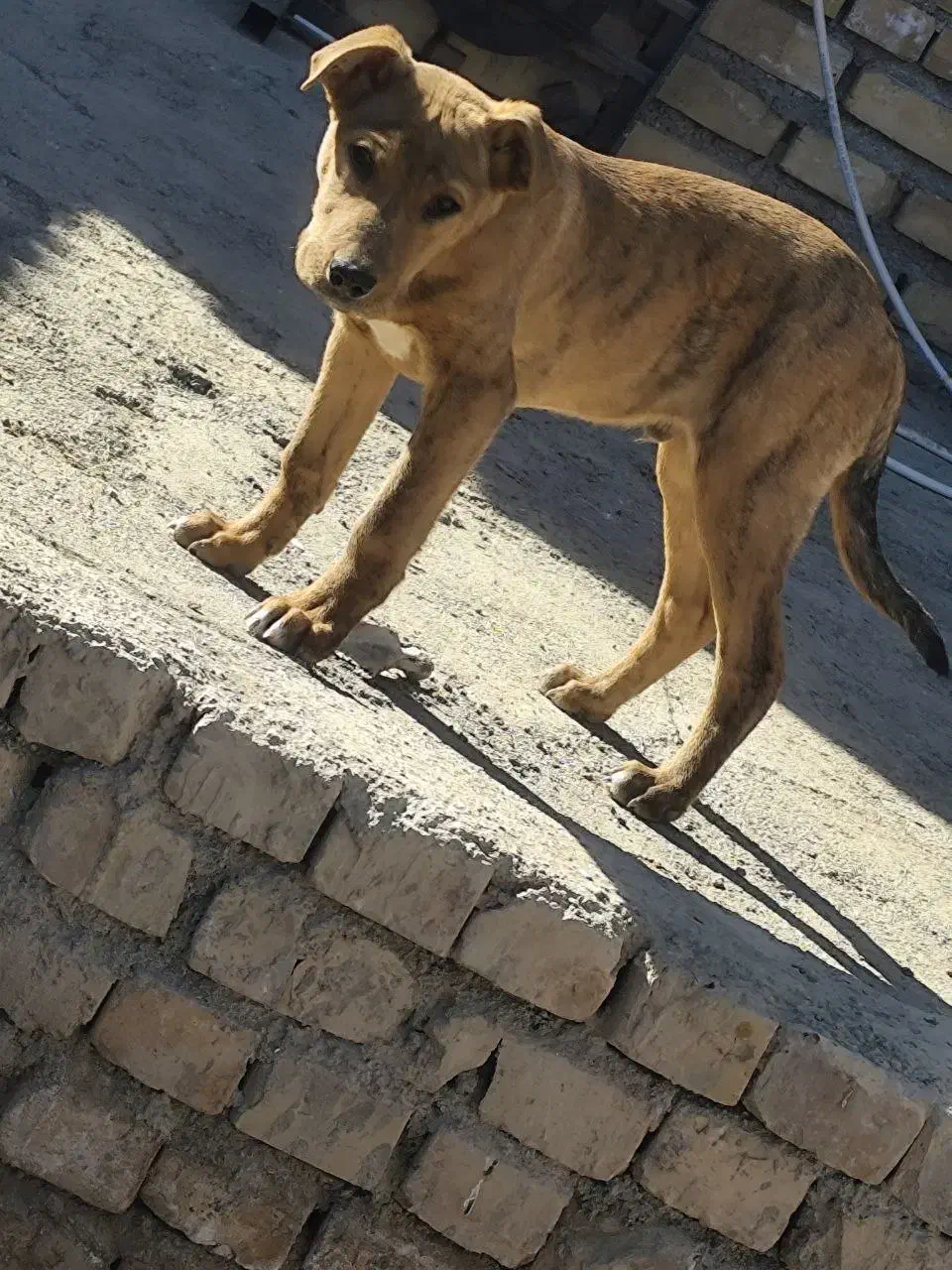 سگ پیتبول نژاد خوب ۲ماه هست با تغذیه سالم|سگ|نیشابور, گنبد سبز|دیوار