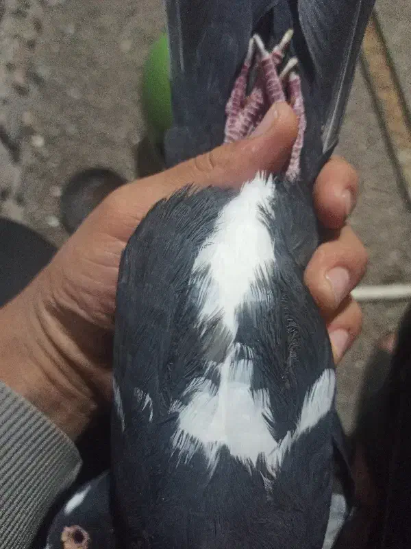 سیاه پلنگ ریش کنده|پرنده|کرمان, |دیوار