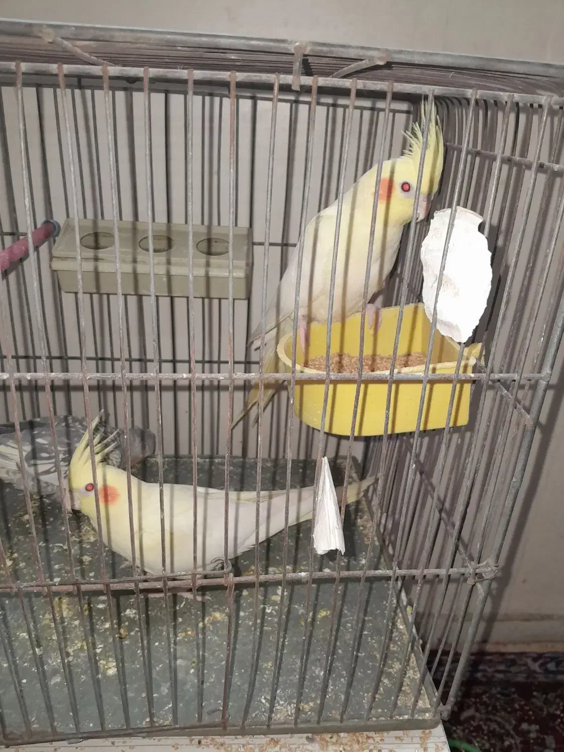 عروس هلندی|پرنده|تهران, آهنگ|دیوار