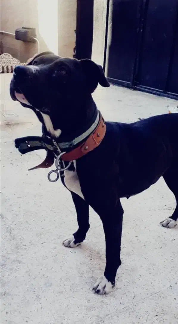 پیت بول ماده|سگ|رشت, کوی حسینی|دیوار