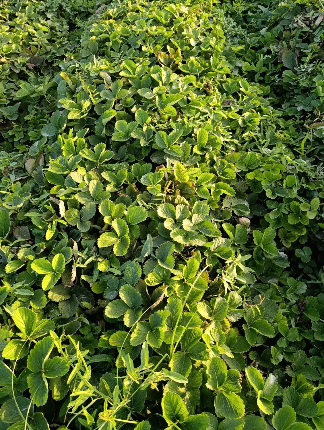 نهال کاماروس درجه یک نی 18 میلیون|گل و گیاه طبیعی|خان ببین, |دیوار