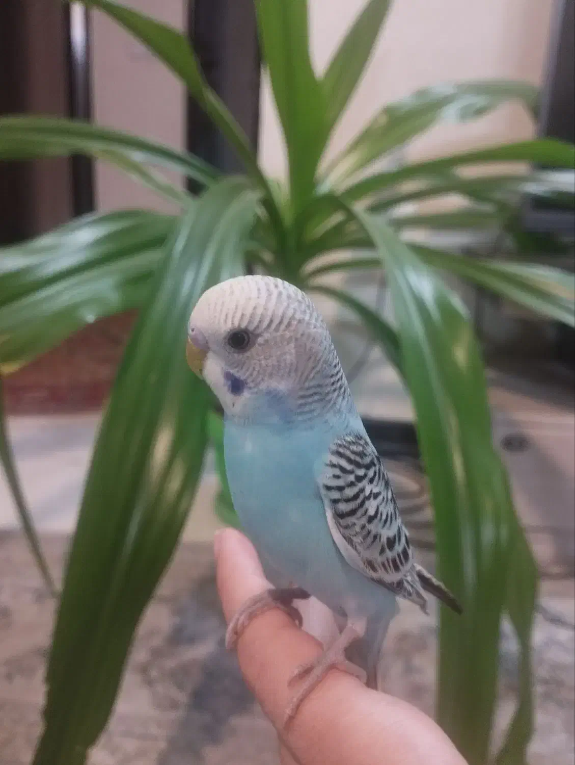 مرغ عشق دستی|پرنده|شاهین‌شهر, پاسداران|دیوار