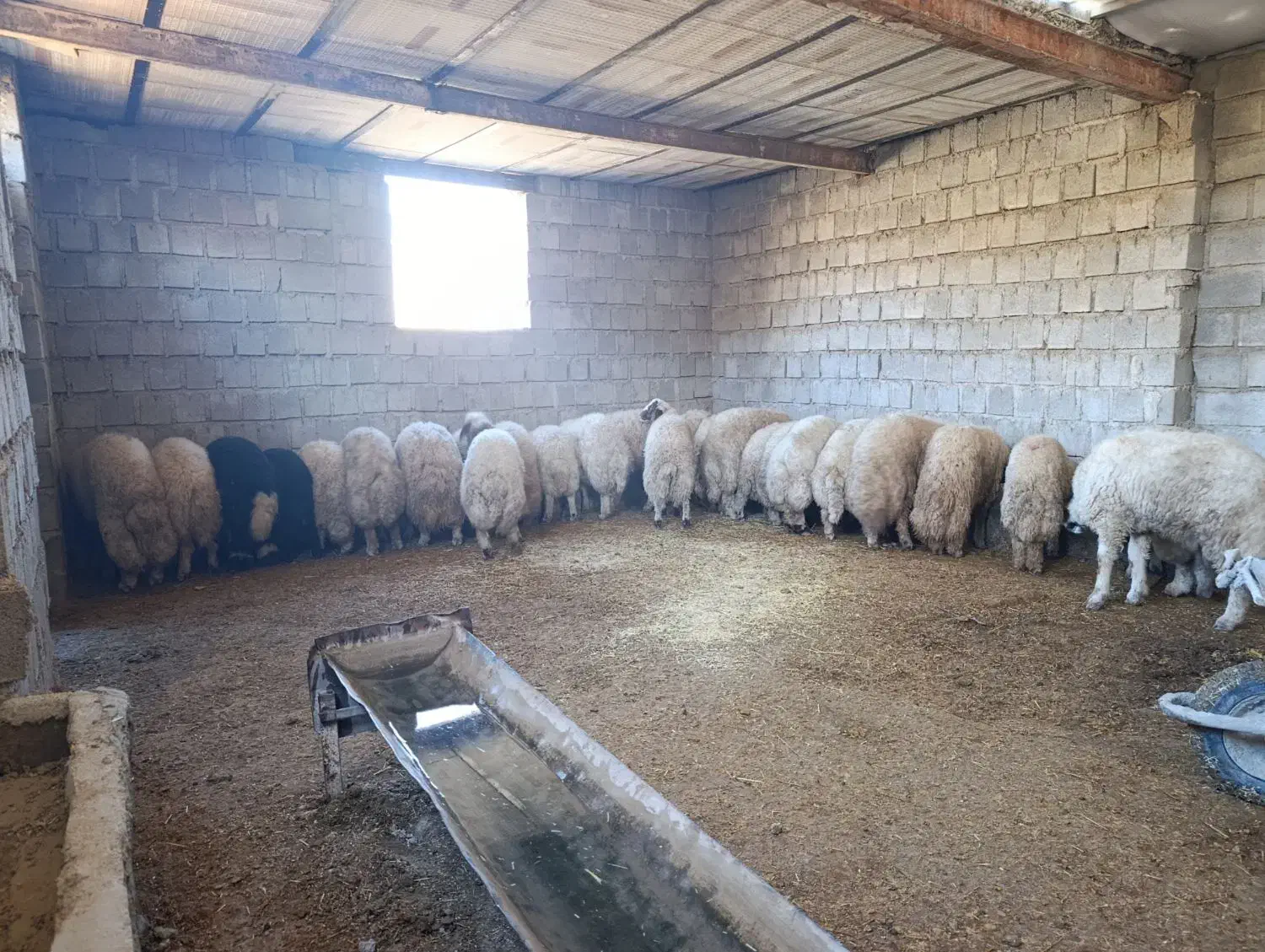 بره نر|حیوانات مزرعه|چرداول, |دیوار