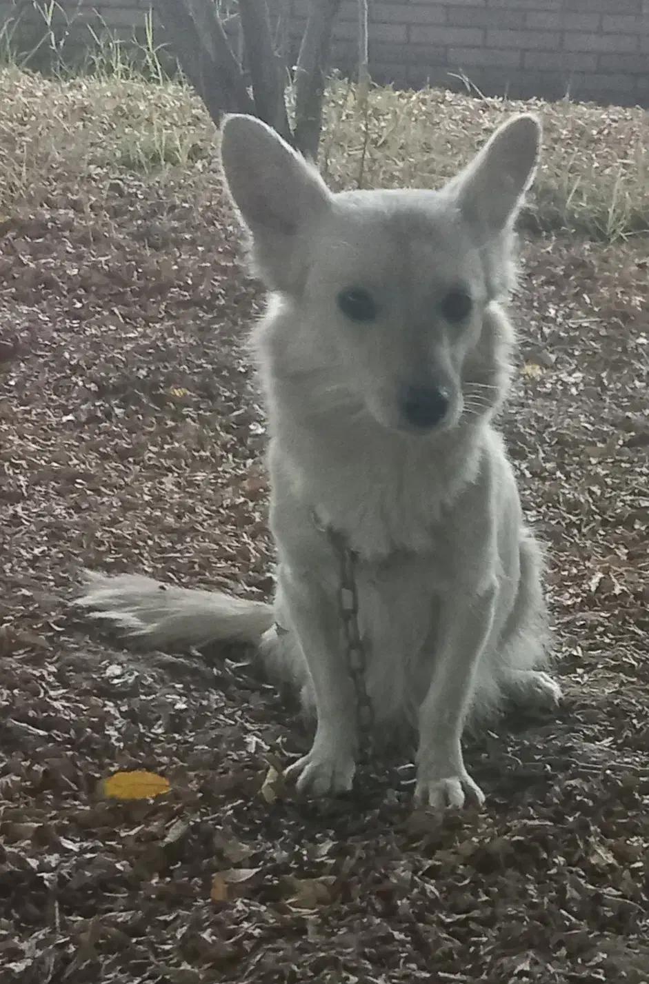 سگ پا کوتاه|سگ|یزد, |دیوار