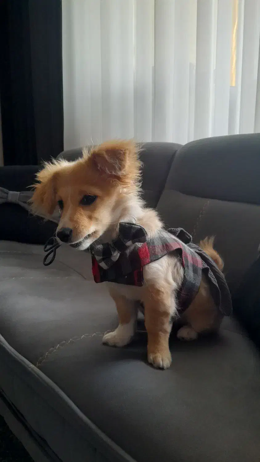 فروش اشپیتز پامر|سگ|مبارکه, |دیوار