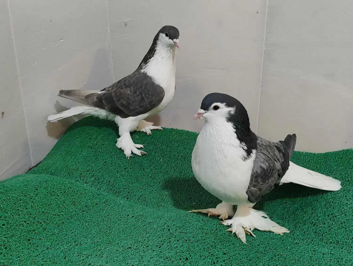 کبوتر|پرنده|نقده, |دیوار