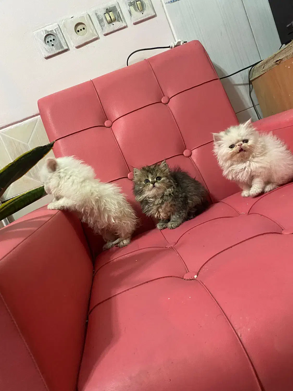 گربه پرشین|گربه|اصفهان, دانشگاه اصفهان|دیوار