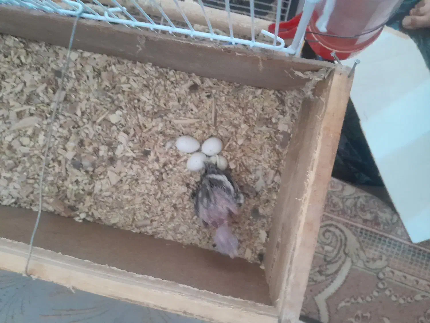 سه عدد عروس هلندی با تخم و جوجه و مرغ عشق|پرنده|فولادشهر, B5|دیوار