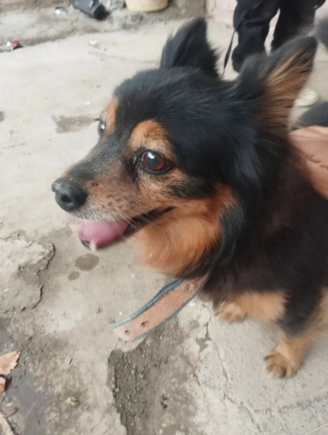 سگ پاکوتاه|سگ|کرمانشاه, |دیوار