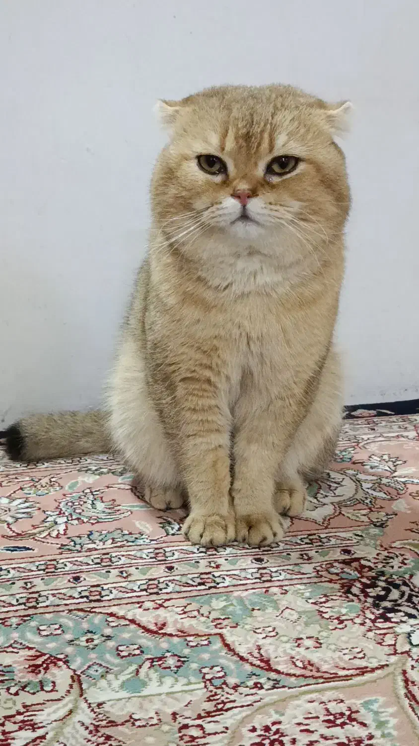 گربه بریتیش گلد|گربه|کرمانشاه, |دیوار