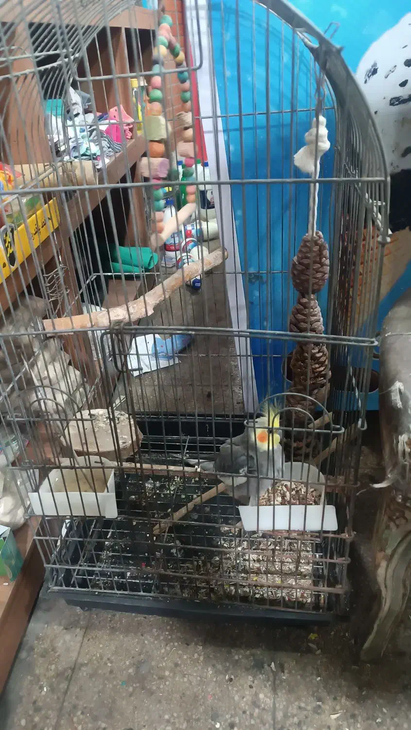 عروس هلندی با قفس|پرنده|گرگان, |دیوار