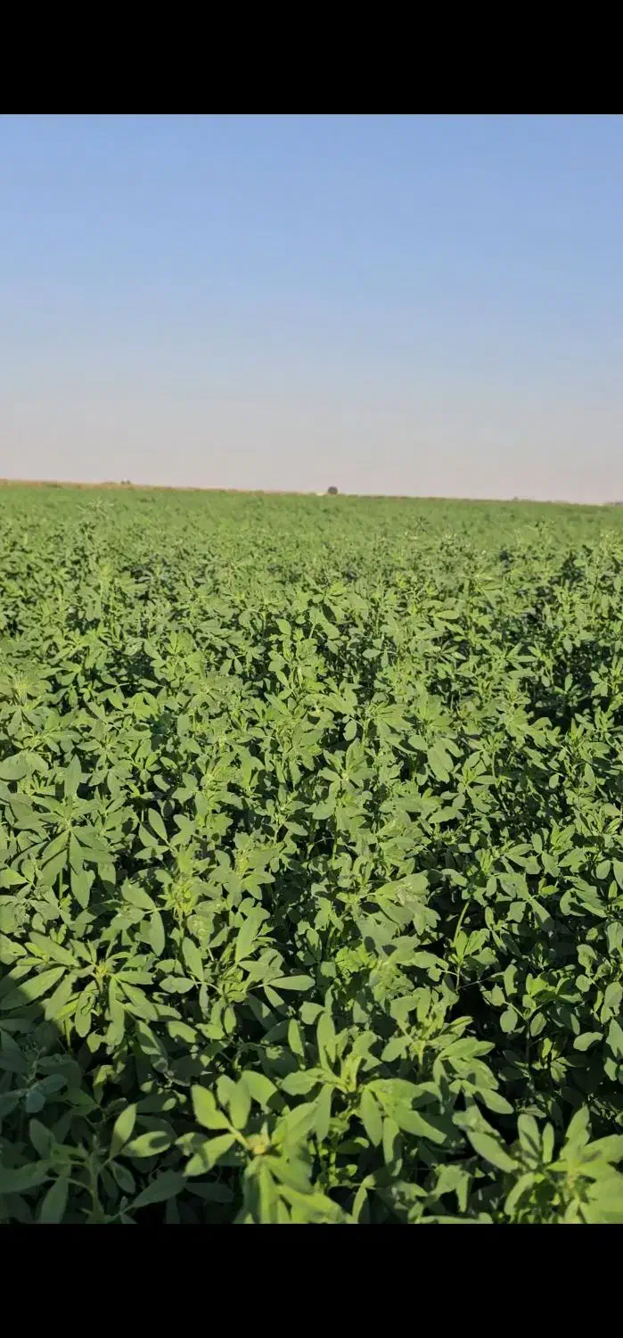 تخم یونجه|لوازم جانبی حیوانات|قم, بلوار امین و ساحلی|دیوار