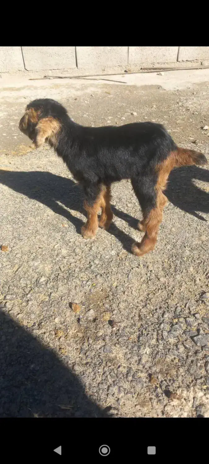 بزغاله|حیوانات|الیگودرز, |دیوار