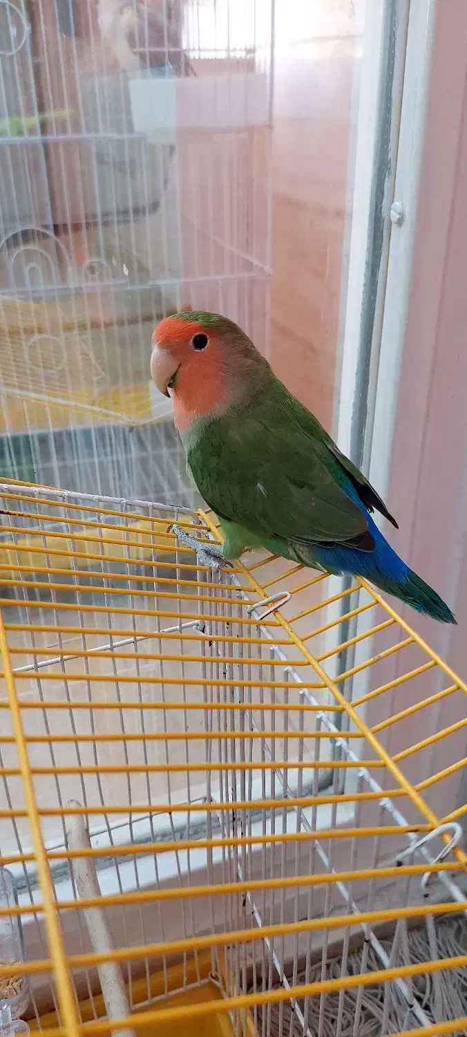 طوطی برزیلی|پرنده|ری, دولت‌آباد|دیوار