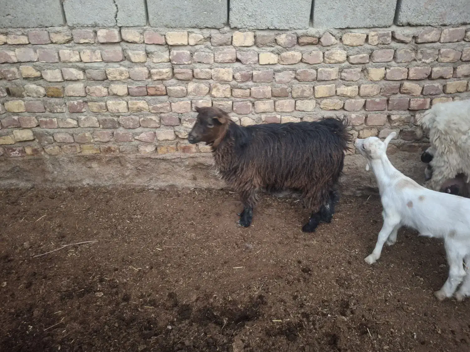 کره ماده|حیوانات مزرعه|کرباسک, |دیوار