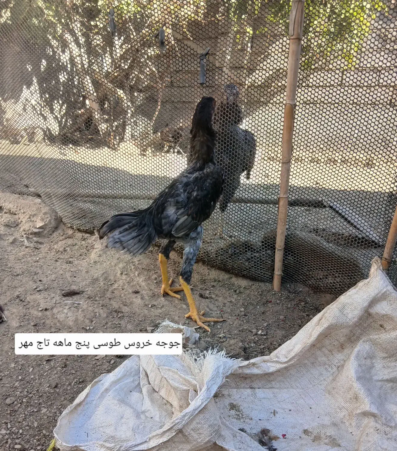 مرغ وخروس لاری|حیوانات مزرعه|رشت, توشیبا|دیوار