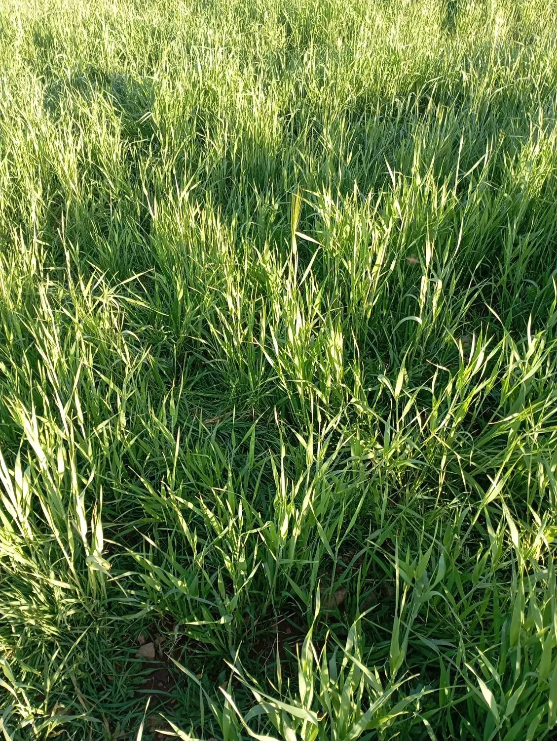 میش قوچ بره بزغاله|حیوانات مزرعه|داران, |دیوار