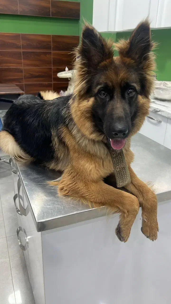 سگ ژرمن|سگ|محمودآباد, |دیوار