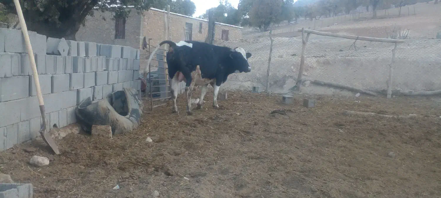 گوساله|حیوانات مزرعه|پاتاوه, |دیوار