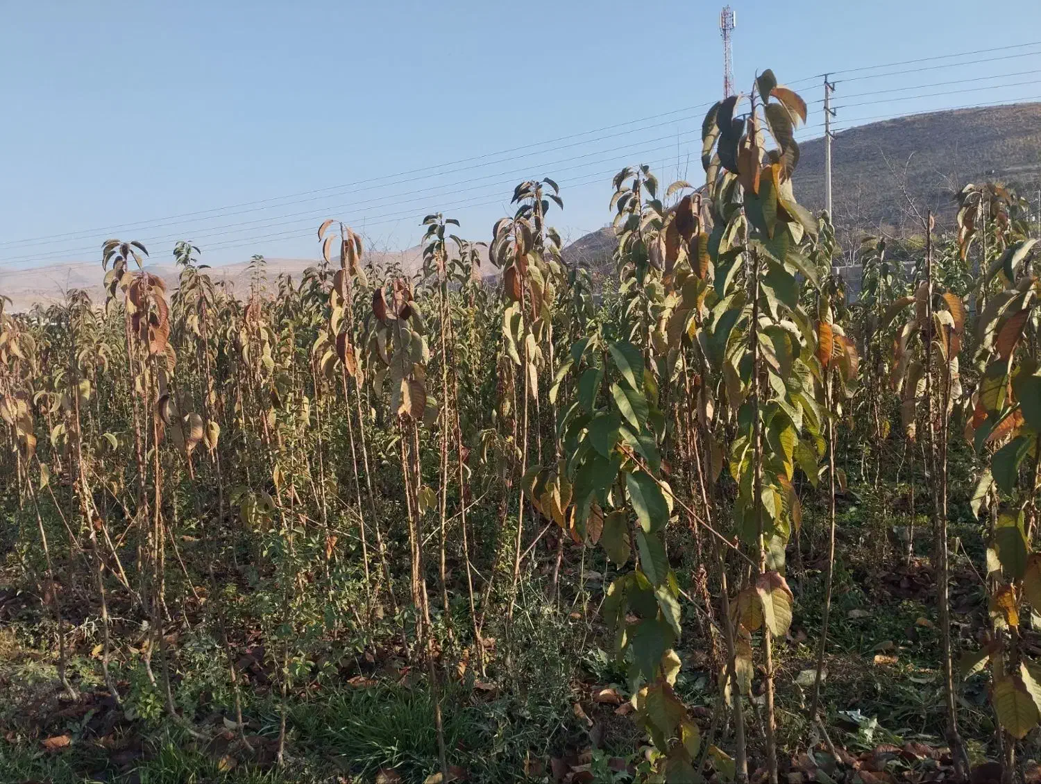 نهال گیلاس گردو .... با قیمت عالی|خدمات باغبانی و درختکاری|بجنورد, |دیوار