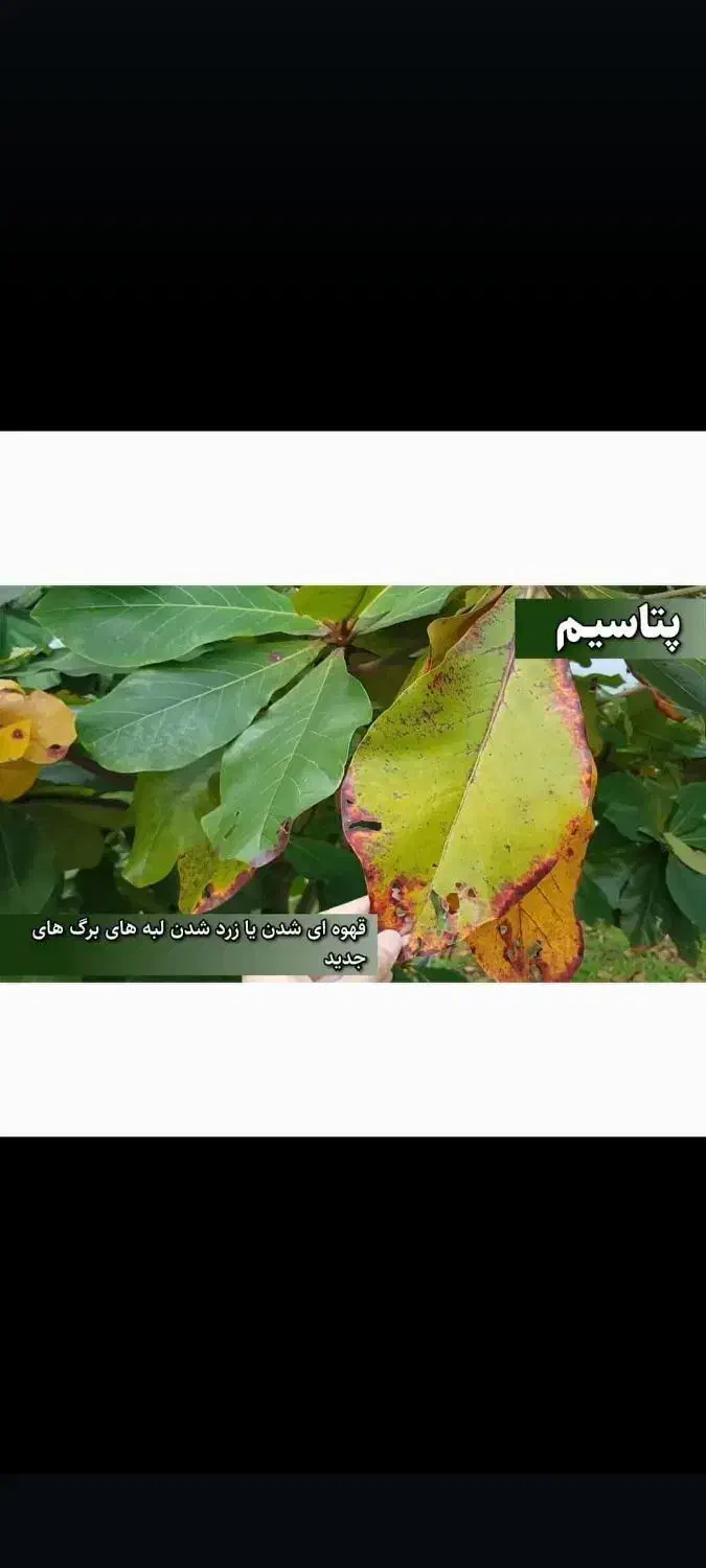 محصولات سبوسیب اسیدهیومیک محرک رشد|گل و گیاه طبیعی|شیراز, دباغ خانه|دیوار
