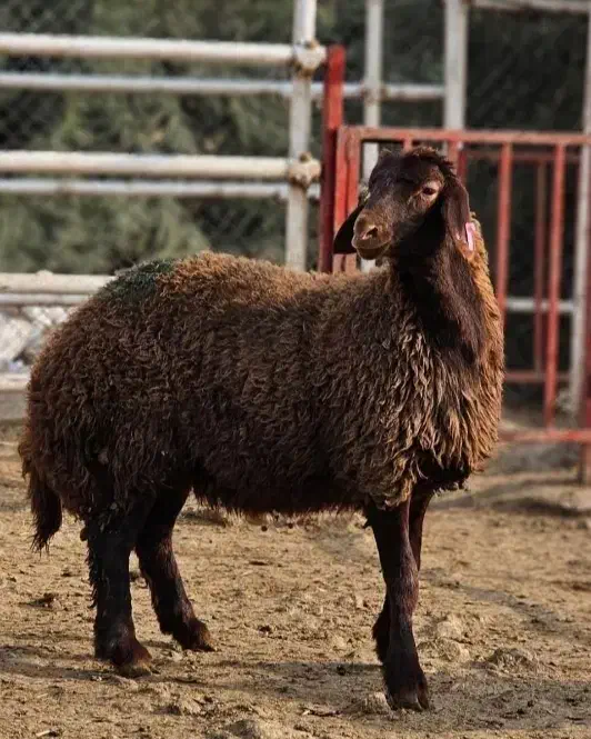 حراج گوسفند|حراج|قزوین, |دیوار