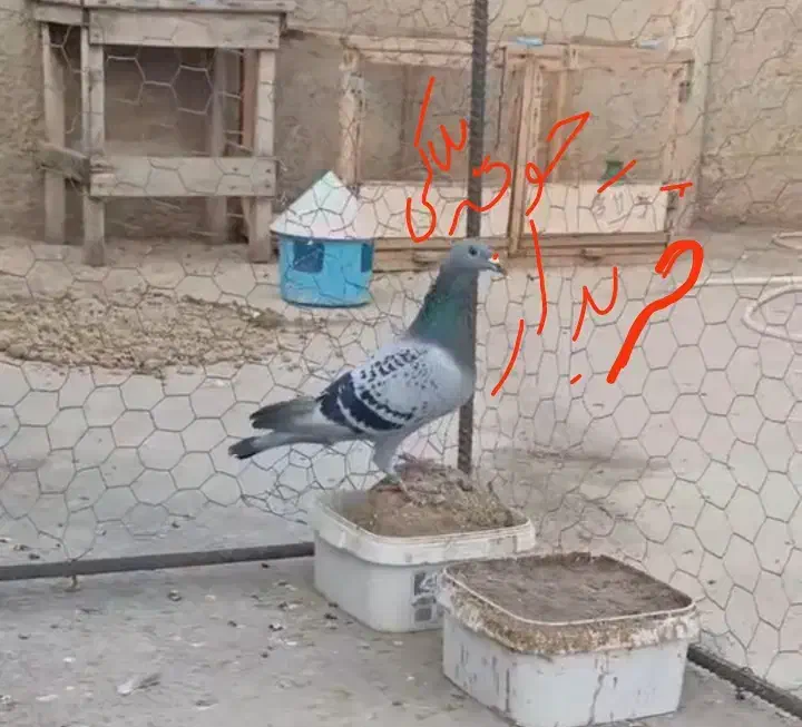 کبوترپلاکی|پرنده|مرودشت, دولت آباد|دیوار