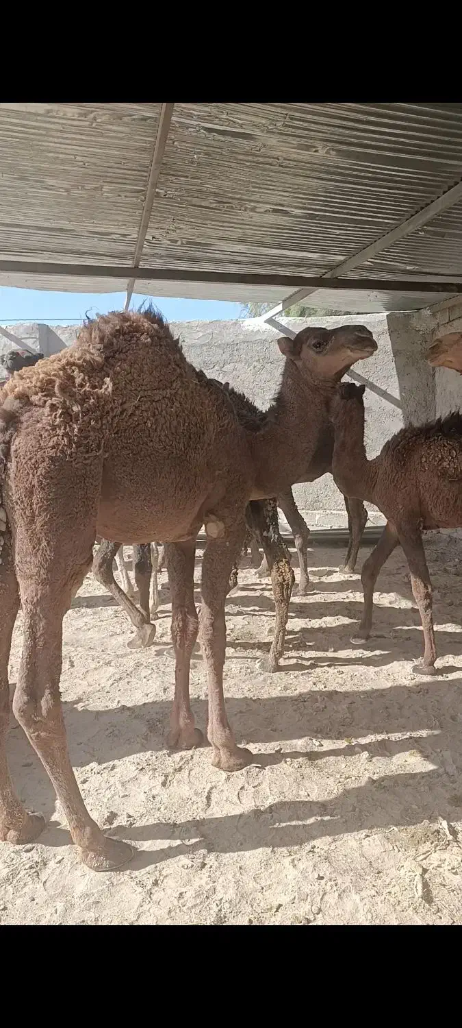 فروش جونگ|حیوانات مزرعه|تیمور آباد, |دیوار