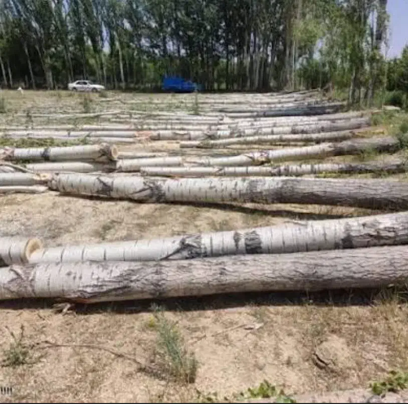 خرید انواع درخت و چوب در تمام استان به صورت نقدی|خدمات باغبانی و درختکاری|اردبیل, |دیوار