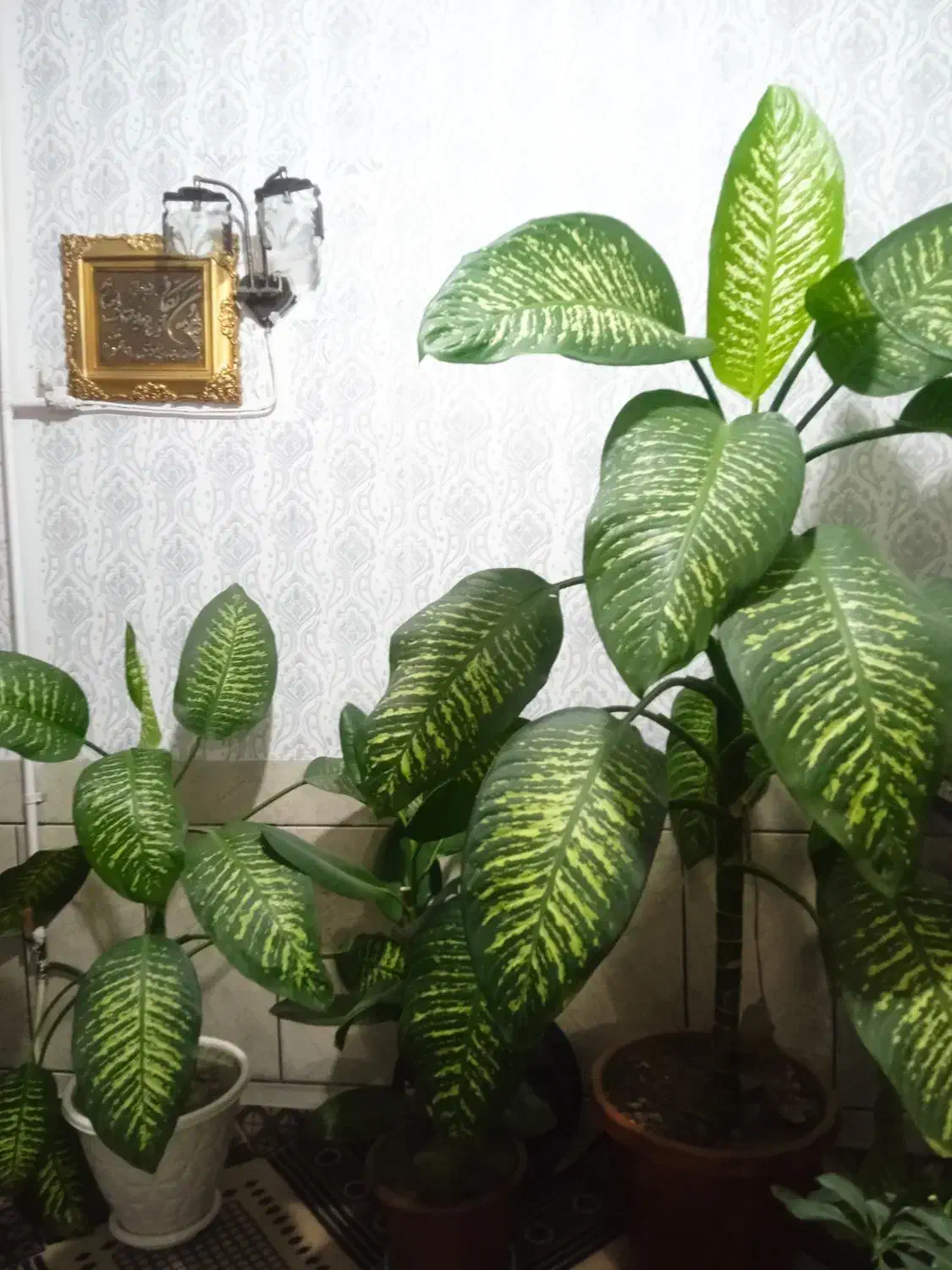 گل دیفن|گل و گیاه طبیعی|شهرکرد, |دیوار