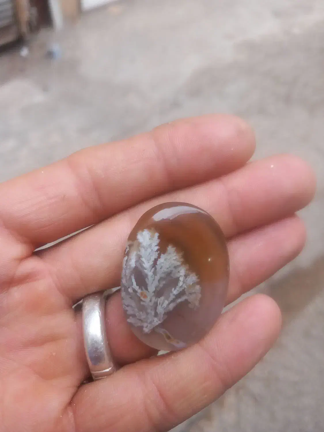 شجر تک درخت|جواهرات|مشگین شهر, |دیوار