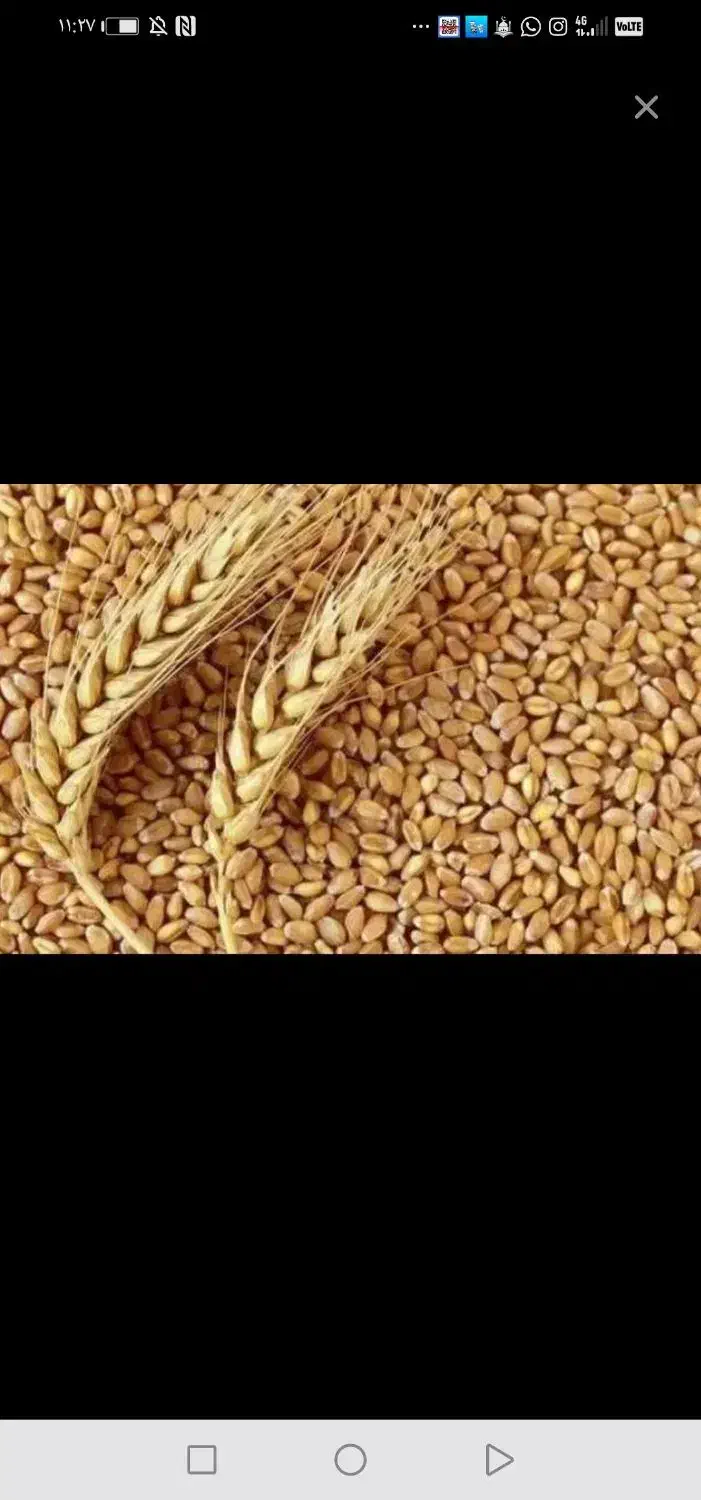 گندم بذری اصلاح شده کیسه 50کیلویی از نوع پیشگام|خوردنی و آشامیدنی|شیراز, شهرک صنعتی شیراز|دیوار