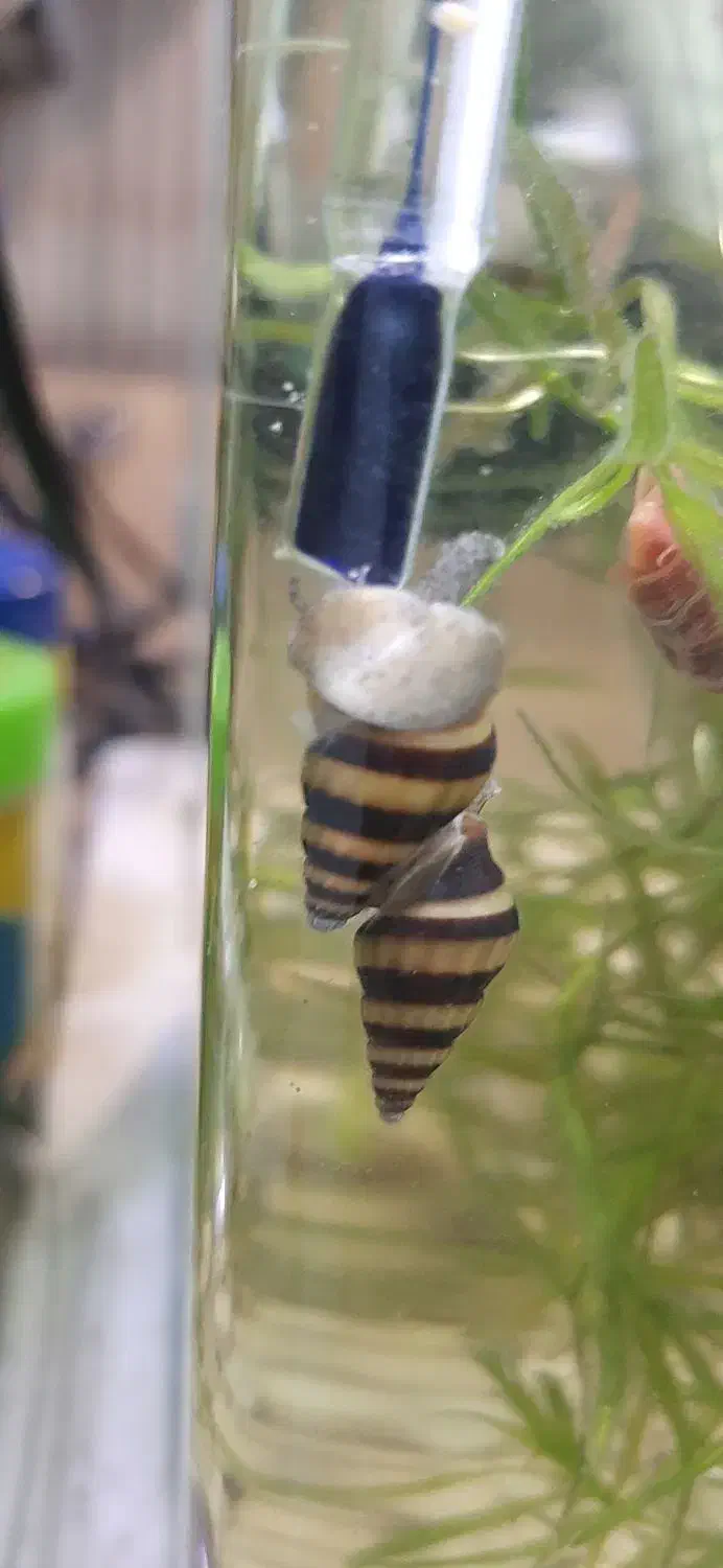 حلزون کیلر|ماهی|رودهن, |دیوار