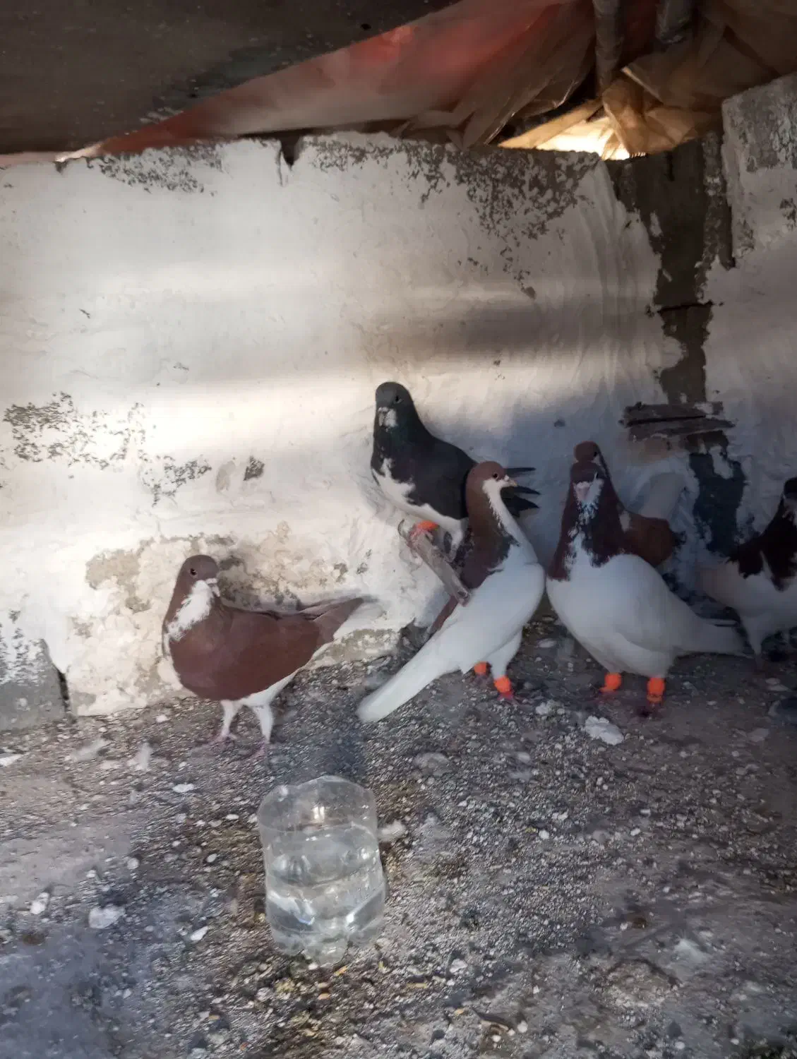 کبوتر شهری جفتی|پرنده|ارژن, |دیوار