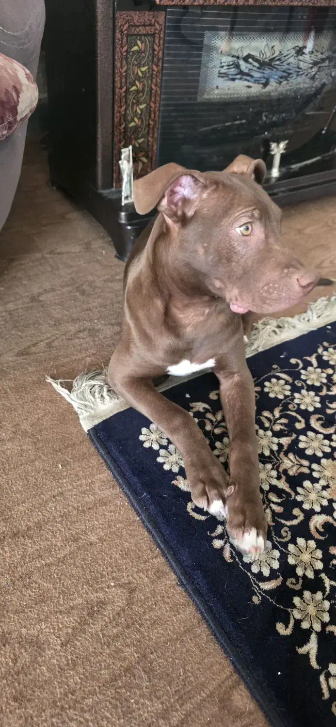 پیت بول ماده|سگ|شاهین‌شهر, شهرک گلدیس|دیوار