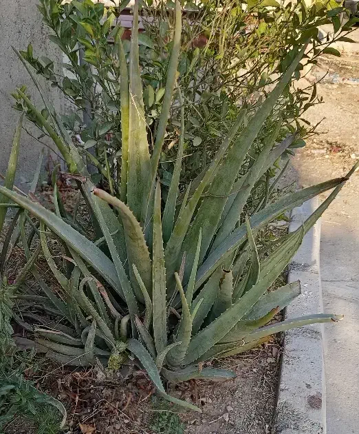 گل آلوئورا|گل و گیاه طبیعی|سرپل ذهاب, |دیوار