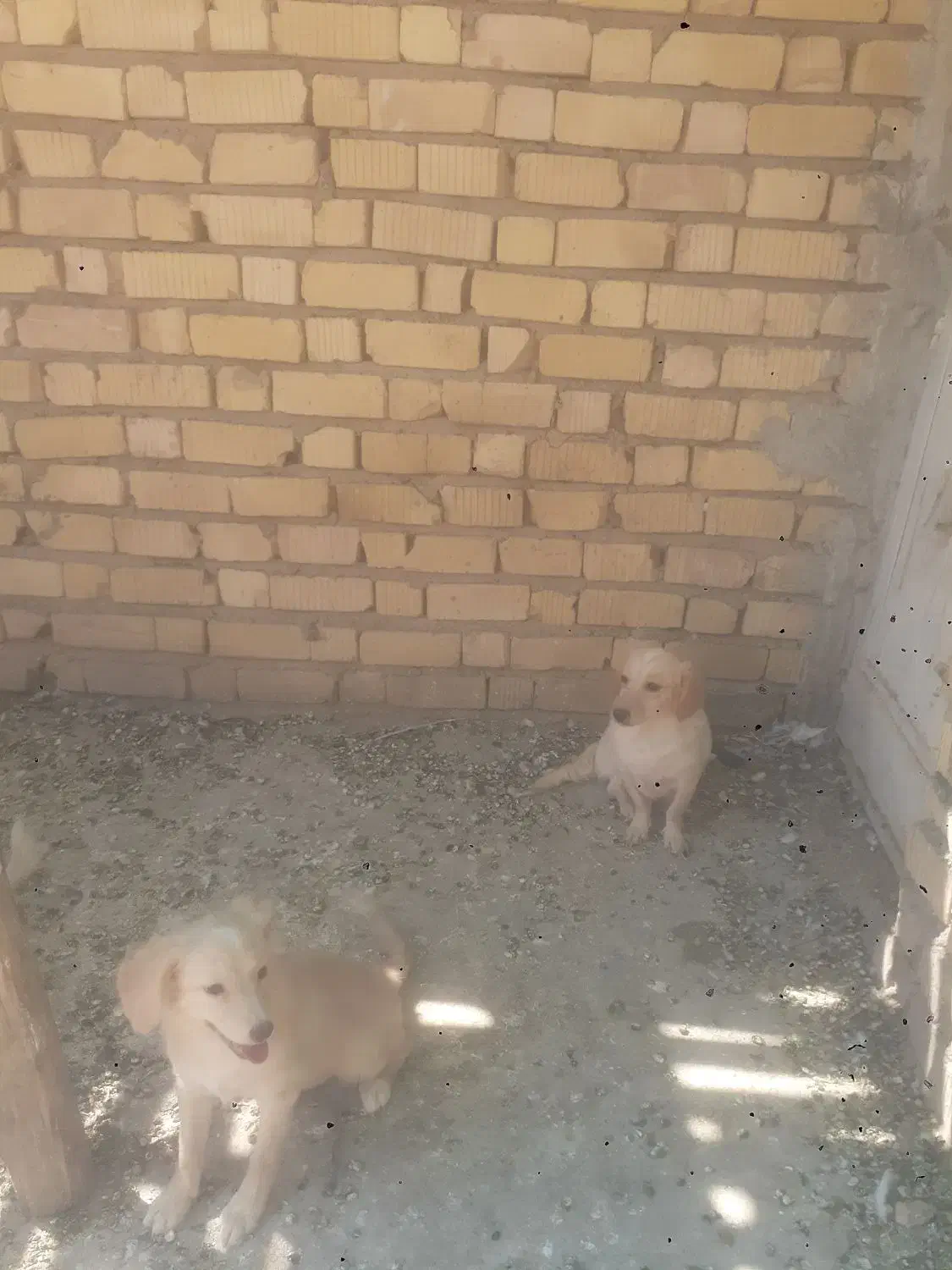 سگ پاپی ماده|سگ|فسا, |دیوار