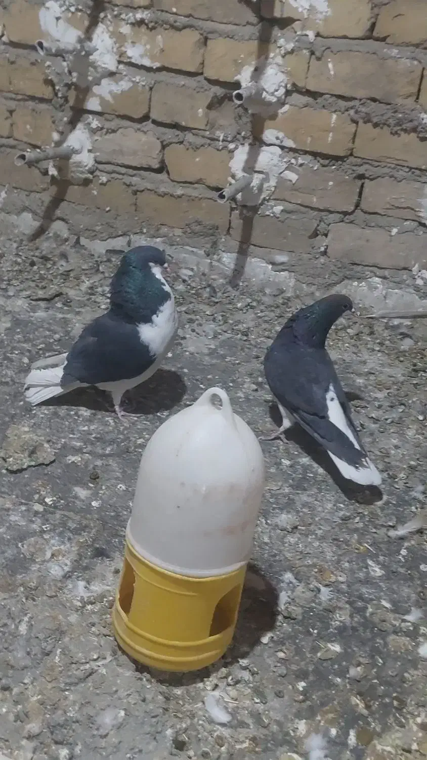 یک جفت شهری ب شرط پرش و تخم جوجه|پرنده|همایجان, |دیوار