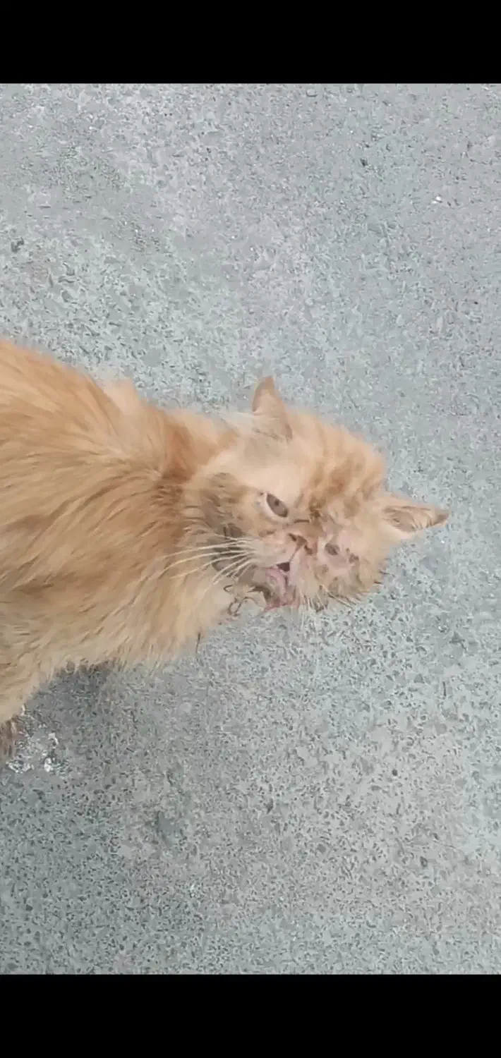 فوری پرشین|گربه|مینودشت, |دیوار