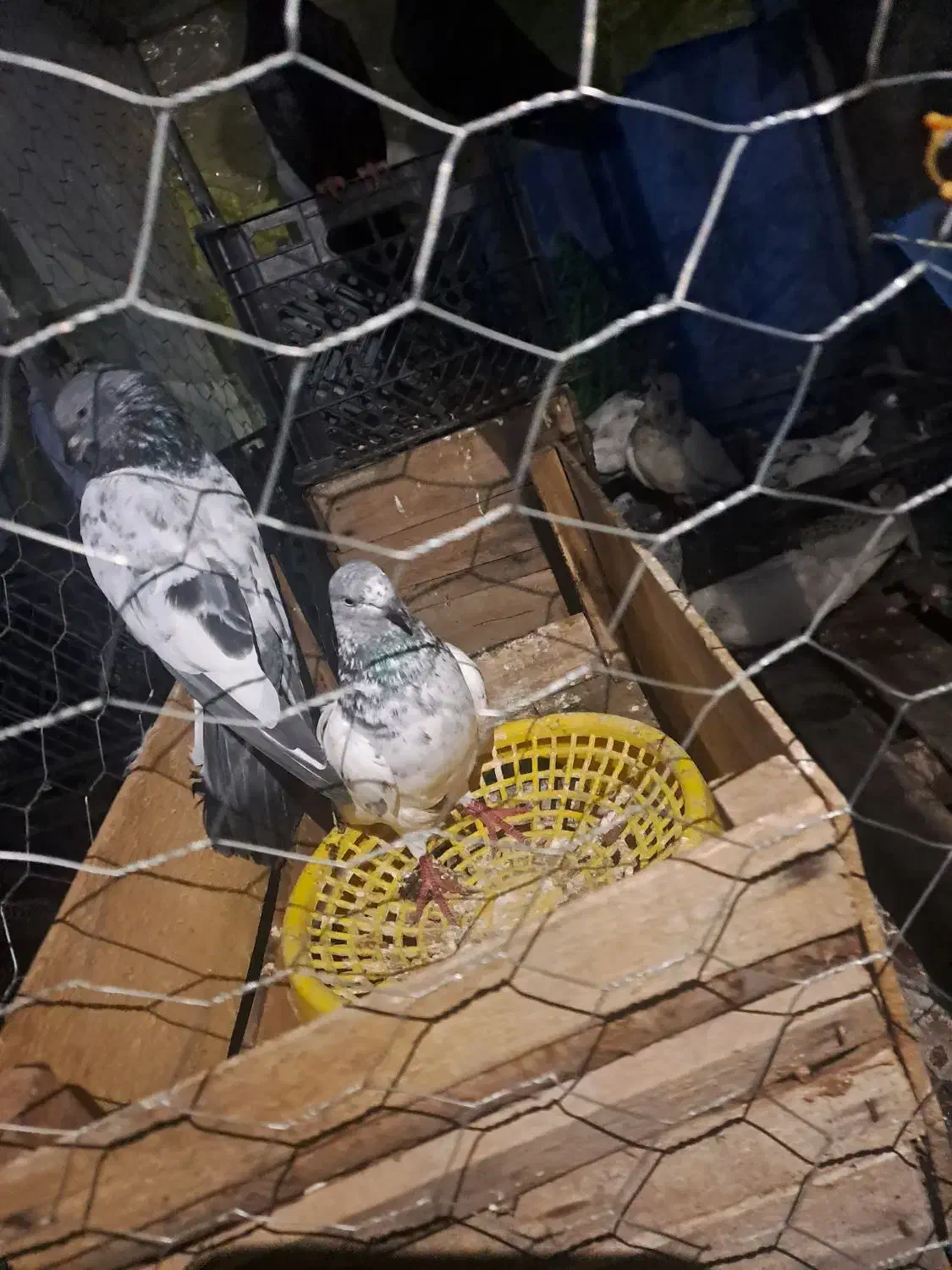 امیدیه هستم|پرنده|امیدیه, |دیوار