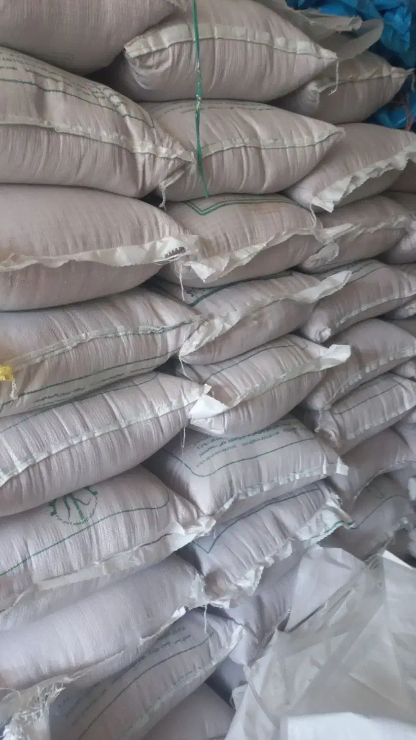 گندم بذری کیلویی ۲۵|خدمات باغبانی و درختکاری|دورود, |دیوار