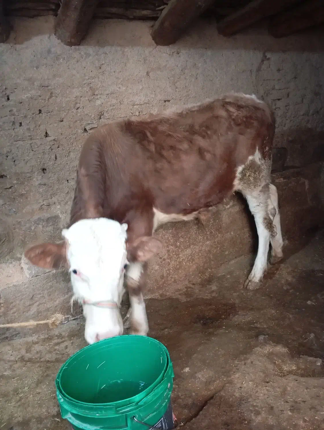 فروش گوساله سمیتال|حیوانات مزرعه|موچش, |دیوار