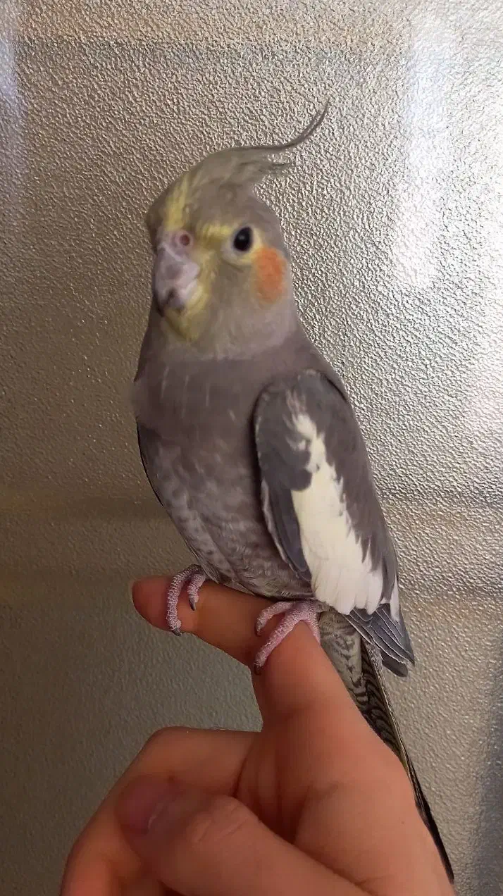 عروس هلندی ماده دستی|پرنده|سپیدان, |دیوار