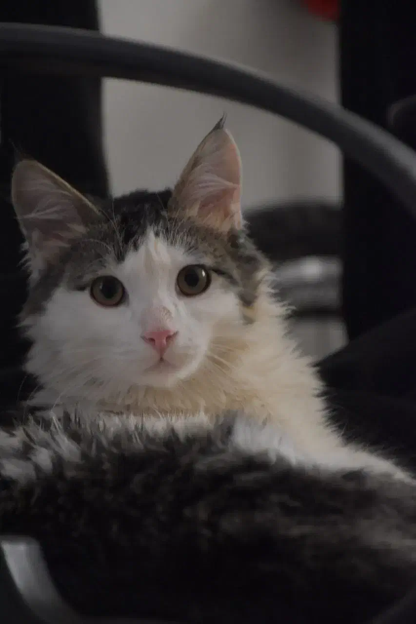 گربه ام گمشده حالم خوب نیست  ب یابنده مژدگانی میدم|حیوانات|نیشابور, شهرک بهداری|دیوار