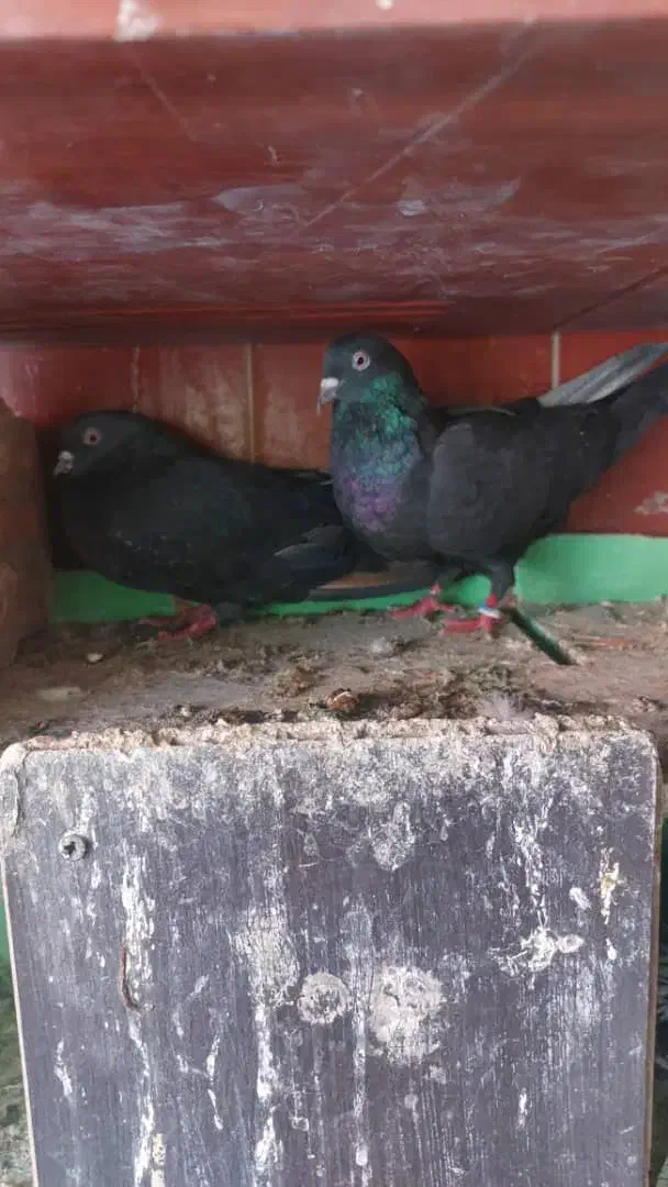 ۸عدد کفتر|پرنده|تهران, انبار نفت|دیوار